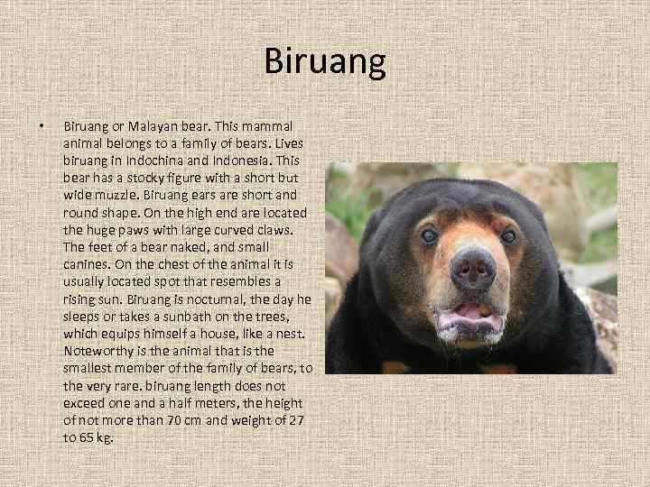 Biruang • Biruang or Malayan bear. This mammal animal belongs to a family of