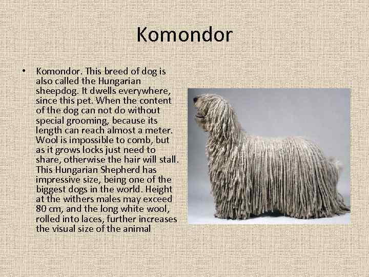 Komondor • Komondor. This breed of dog is also called the Hungarian sheepdog. It