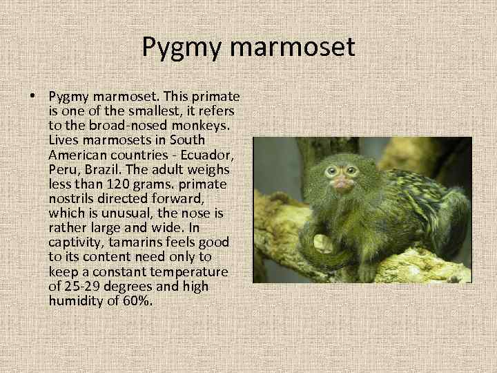 Pygmy marmoset • Pygmy marmoset. This primate is one of the smallest, it refers