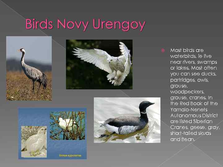 Birds Novy Urengoy Most birds are waterbirds, ie live near rivers, swamps or lakes.