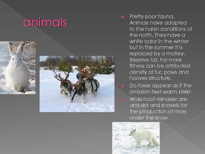 animals Pretty poor fauna. Animals have adapted to the harsh conditions of the north.