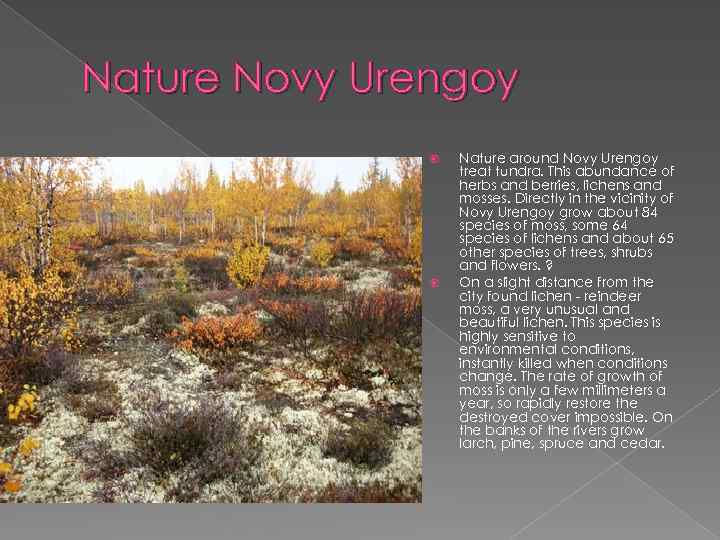 Nature Novy Urengoy Nature around Novy Urengoy treat tundra. This abundance of herbs and