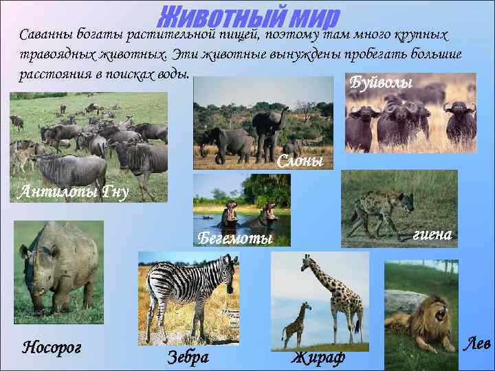 Животный мир много крупных Саванны богаты растительной пищей, поэтому там травоядных животных. Эти животные