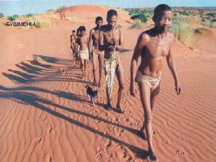 БУШМЕНЫ 