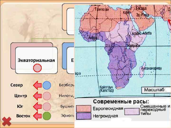 Расы Экваториальная Север Центр Европеоидная Промежуточная Берберы и арабы (туареги, алжирцы, египтяне) Нилоты, пигмеи,