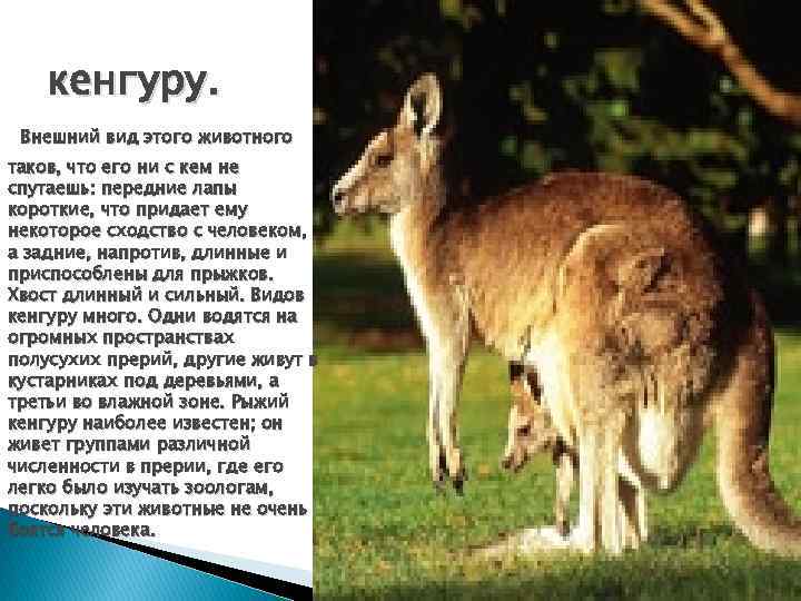 кенгуру. Внешний вид этого животного таков, что его ни с кем не спутаешь: передние