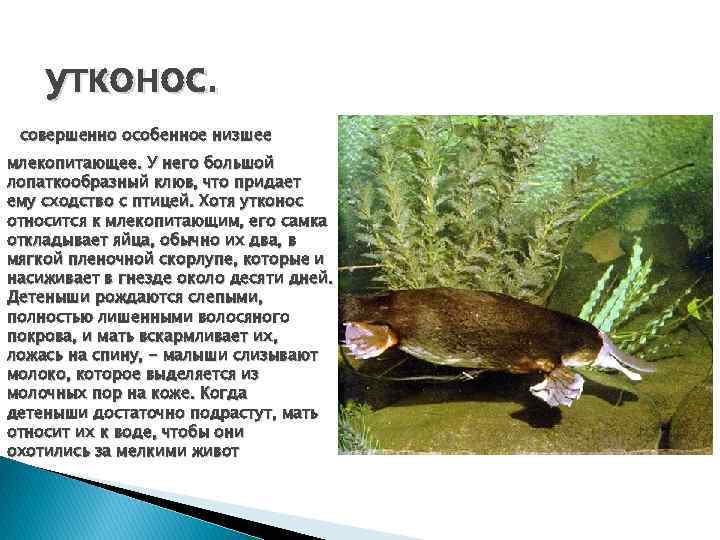 утконос. совершенно особенное низшее млекопитающее. У него большой лопаткообразный клюв, что придает ему сходство