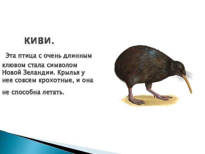 киви. Эта птица с очень длинным клювом стала символом Новой Зеландии. Крылья у нее