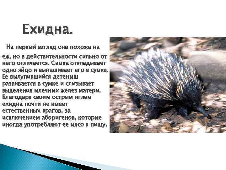 Ехидна. На первый взгляд она похожа на еж, но в действительности сильно от него