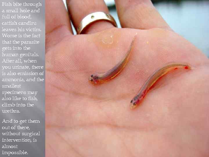 Fish bite through a small hole and full of blood, catfish candiru leaves his