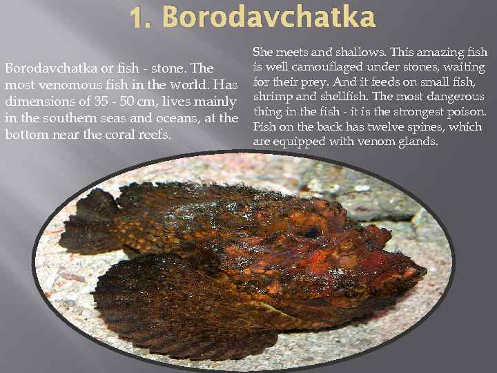 1. Borodavchatka or fish - stone. The most venomous fish in the world. Has