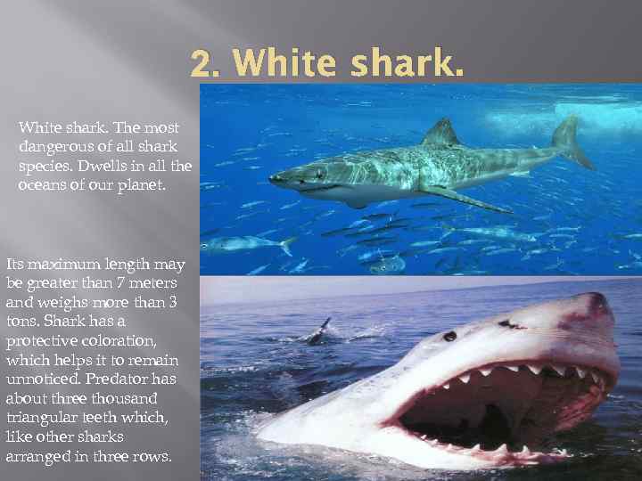 2. White shark. The most dangerous of all shark species. Dwells in all the