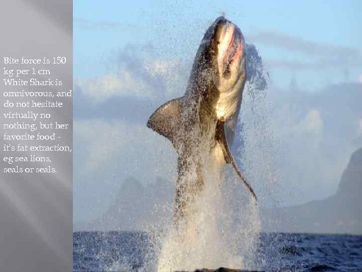 Bite force is 150 kg per 1 cm White Shark is omnivorous, and do