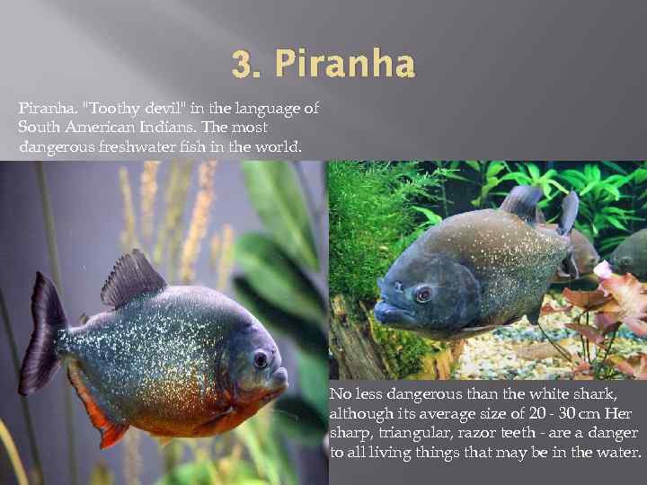 3. Piranha. 