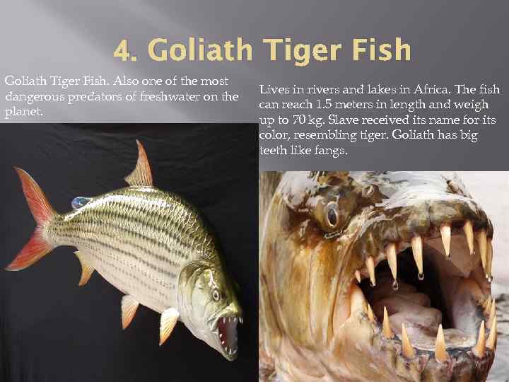 4. Goliath Tiger Fish. Also one of the most dangerous predators of freshwater on