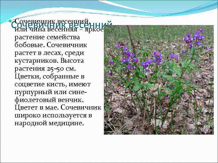 Лекарственные растения новгородской области фото и описание