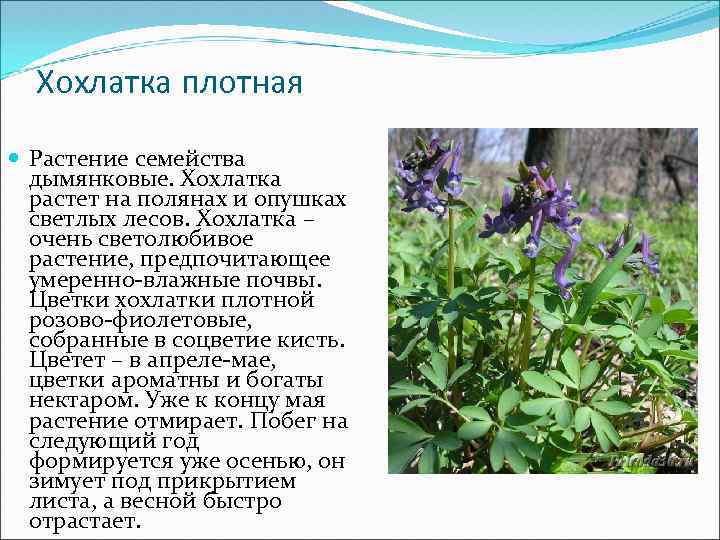 Лекарственные растения красноярского края фото и описание
