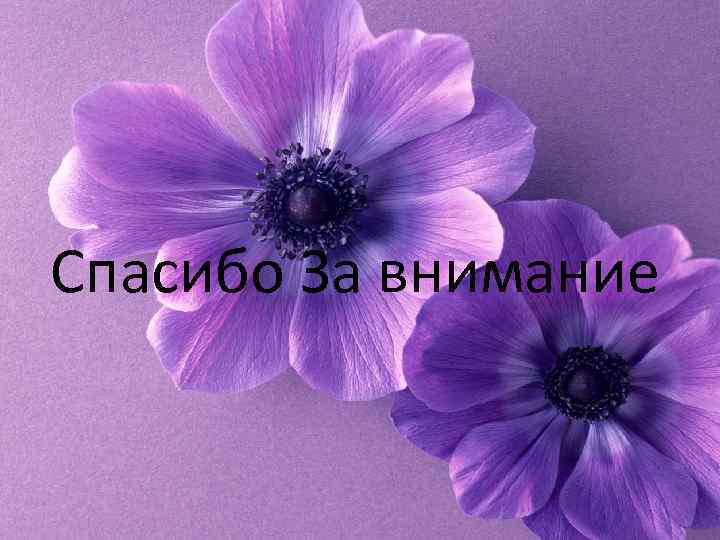 Спасибо За внимание 