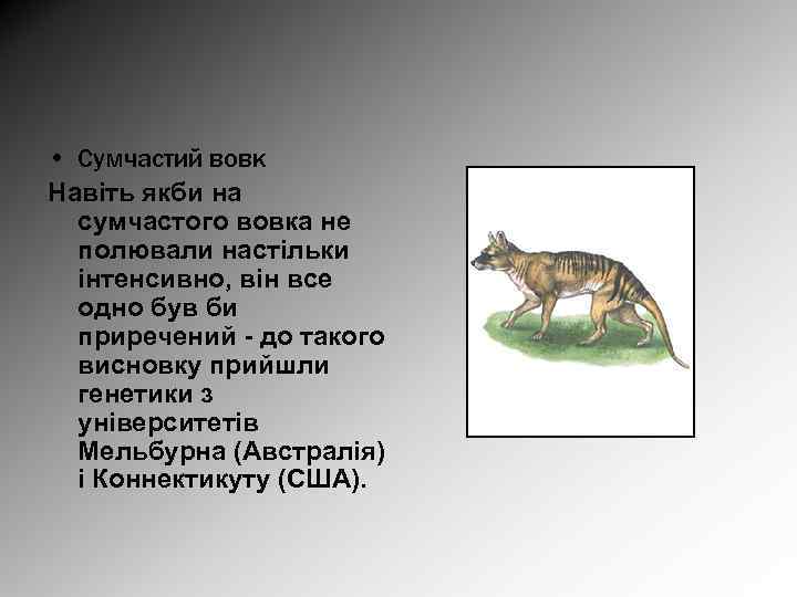  • Сумчастий вовк Навіть якби на сумчастого вовка не полювали настільки інтенсивно, він