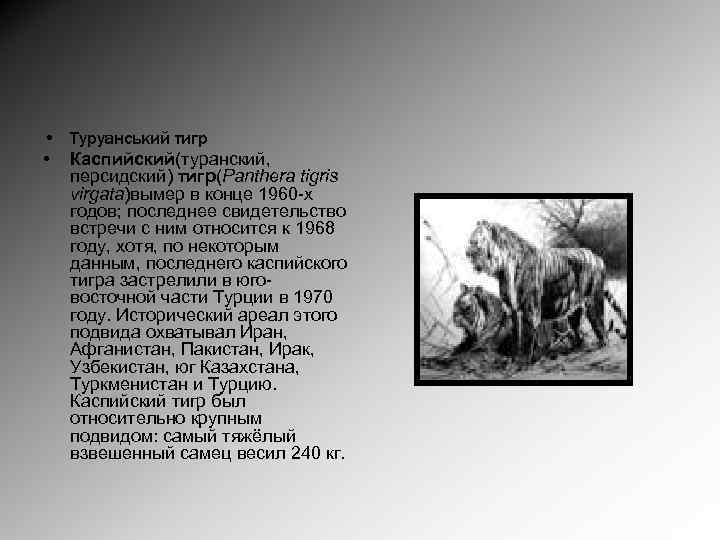  • Туруанський тигр • Каспийский(туранский, персидский) тигр(Panthera tigris virgata)вымер в конце 1960 -х