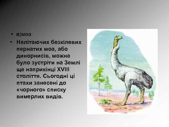  • в)моа • Нелітаючих безкілевих пернатих моа, або динорнисів, можна було зустріти на