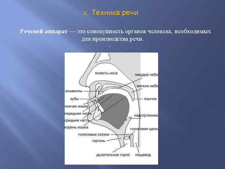 Речевой аппарат презентация