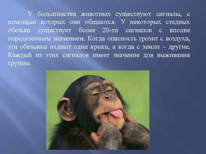  У большинства животных существуют сигналы, с помощью которых они общаются. У некоторых стадных