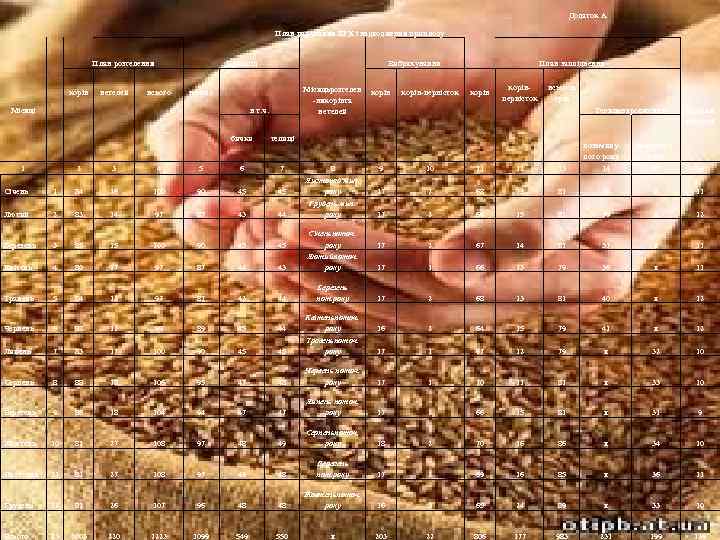 Додаток А План парування ВРХ і надходження приплоду План розтелення корів Місяці всього Приплід