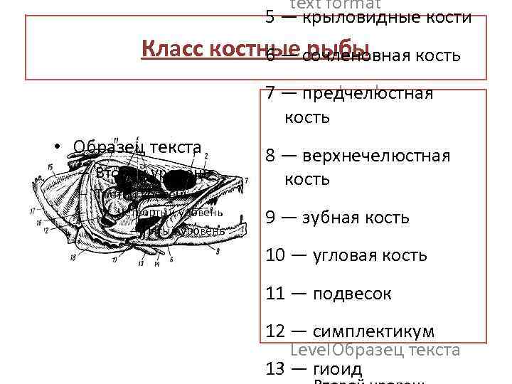 Схема строения черепа костистой рыбы