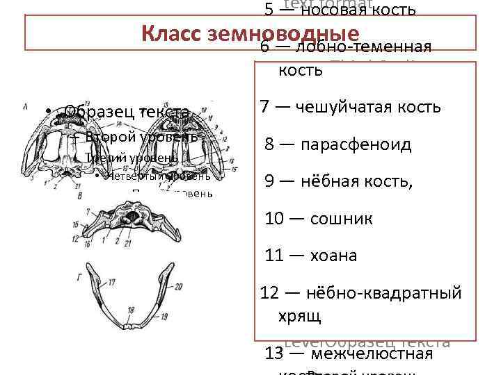 text format 5 — носовая кость Класс земноводные Second Outline Level 6 — лобно-теменная