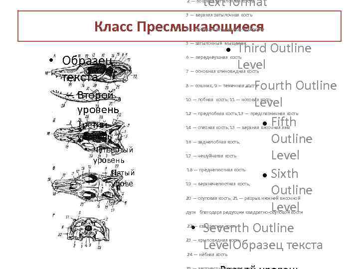 text format 2 — боковая затылочная кость 3 — верхняя затылочная кость Second Outline