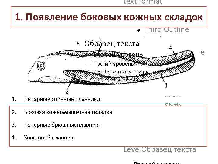 text format Second Outline Level 1. Появление боковых кожных складок • Образец текста Third