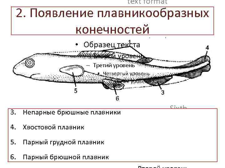 text format 2. Появление плавникообразных Second Outline Level конечностей. Third Outline • Образец текста