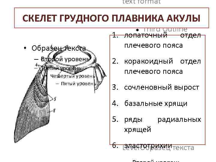 text format Second Outline Level СКЕЛЕТ ГРУДНОГО ПЛАВНИКА АКУЛЫ 1. • Образец текста –