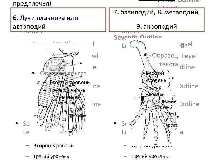 предплечья) 6. Лучи плавника или Click to edit the outline text автоподий format Second