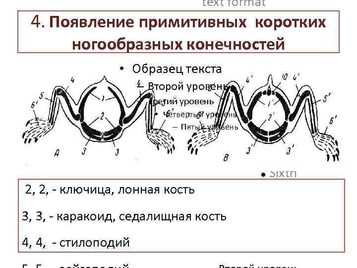 text format 4. Появление примитивных коротких Second Outline Level ногообразных конечностей Third Outline •