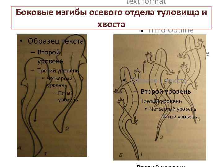 text format Боковые изгибы осевого отдела туловища и Second Outline Level хвоста • Образец