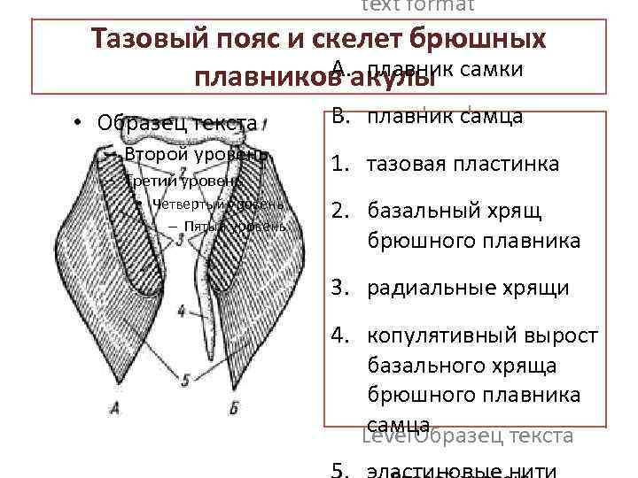 text format Тазовый пояс и скелет брюшных Second Outline Level A. плавник самки плавников