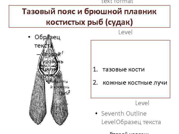 text format Тазовый пояс и брюшной плавник Second Outline Level костистых рыб (судак) Third