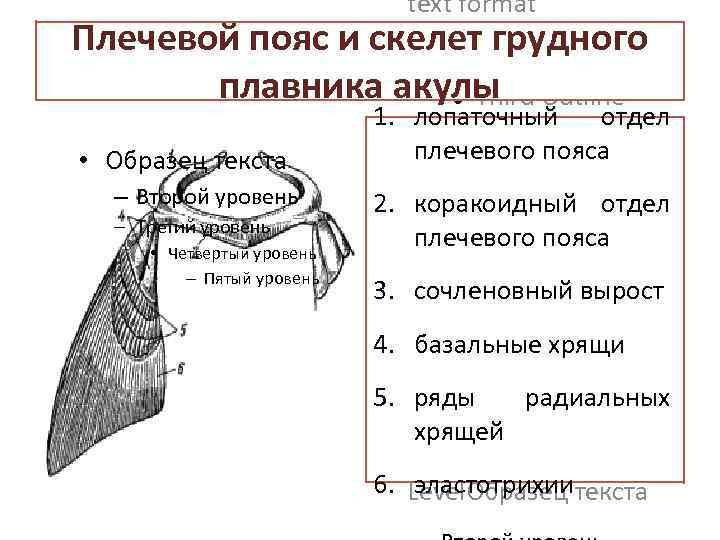 text format Плечевой пояс и скелет грудного Second Outline Level плавника акулы Third Outline