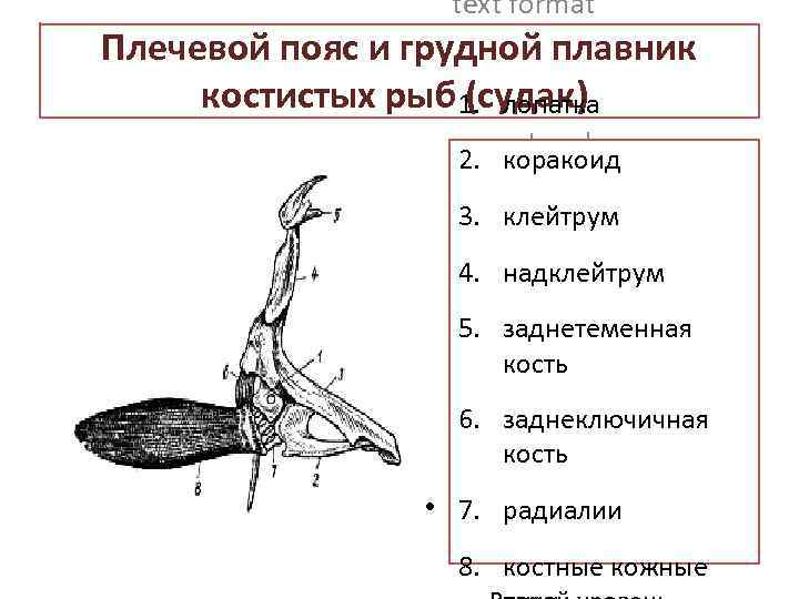 Конечности рыб. Плечевой пояс костистой рыбы с грудным плавником. Пояс грудных плавников костистых рыб. Плечевой пояс костных рыб. Строение грудного плавника костной рыбы.