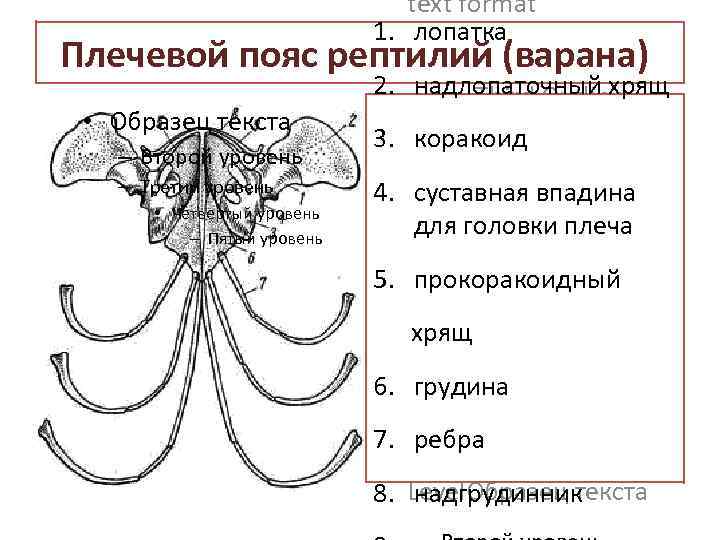 text format 1. лопатка Second Outline Level Плечевой пояс рептилий (варана) 2. надлопаточный хрящ