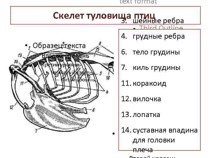 Скелет черепа и туловища