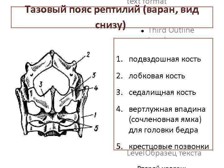 text format Тазовый пояс рептилий (варан, вид Second Outline Level снизу) Third Outline Level