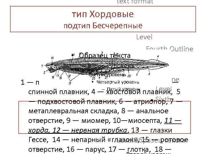 text format Second Outline Level тип Хордовые подтип Бесчерепные Third Outline Level Fourth Outline