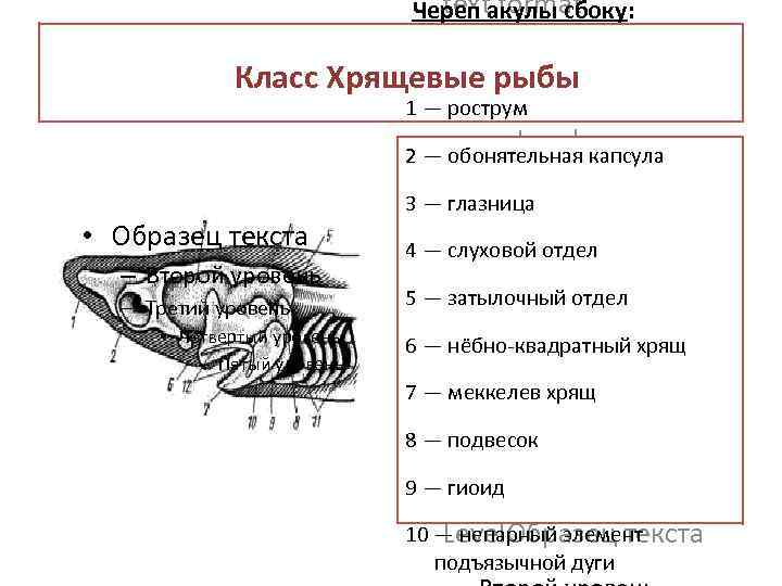 Черепные рыбы. Схема строения черепа костных рыб. Скелет черепа хрящевых рыб. Череп акулы сбоку строение. Осевой скелет костистой рыбы.