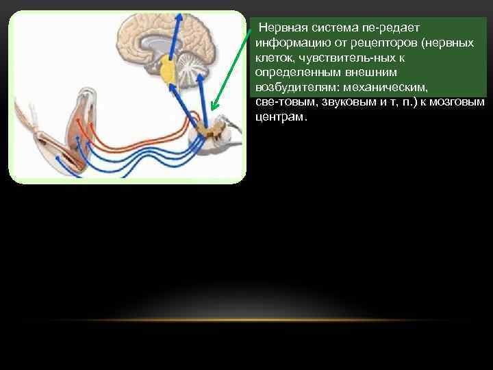  Нервная система пе редает информацию от рецепторов (нервных клеток, чувствитель ных к определенным