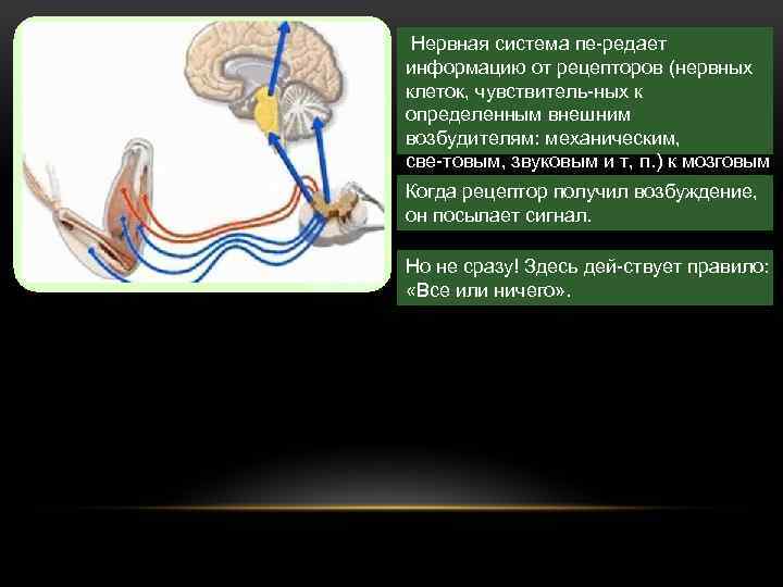  Нервная система пе редает информацию от рецепторов (нервных клеток, чувствитель ных к определенным