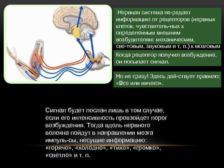  Нервная система пе редает информацию от рецепторов (нервных клеток, чувствитель ных к определенным