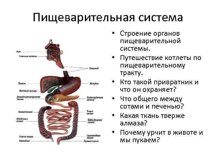 Пищеварительная система • Строение органов пищеварительной системы. • Путешествие котлеты по пищеварительному тракту. •